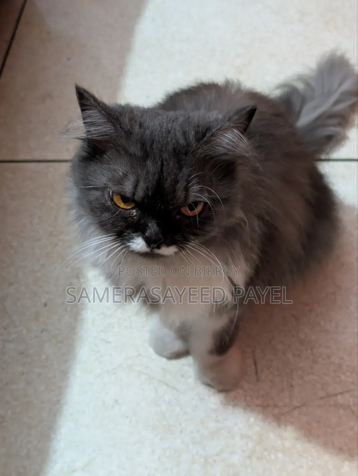 1+ year Female Purebred Persian