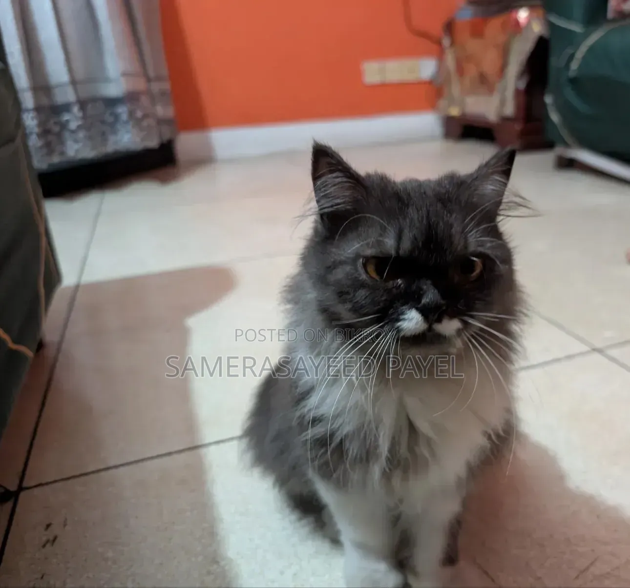 1+ year Female Purebred Persian