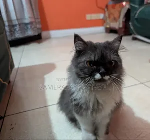 1+ year Female Purebred Persian