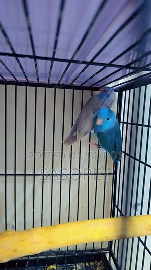 ফরপাস পেয়ার