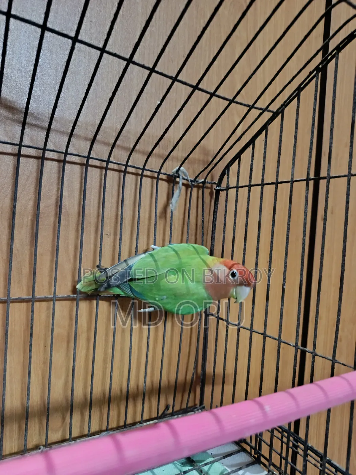 Green Oplion Love Bird