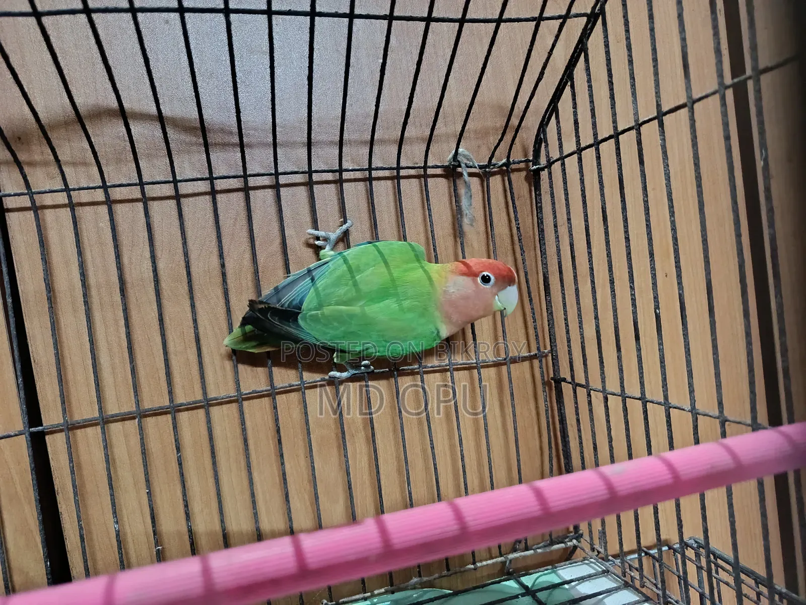 Green Oplion Love Bird