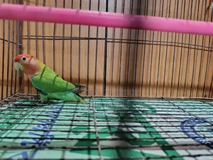 Green Oplion Love Bird