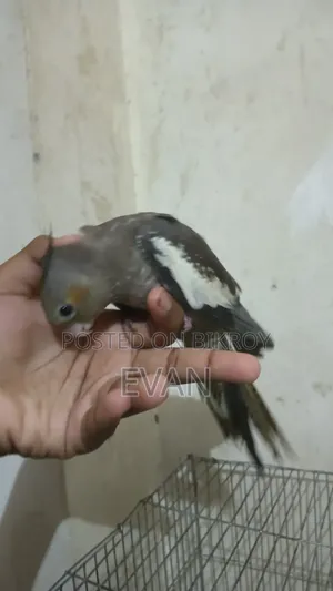 Cockatiel Bird