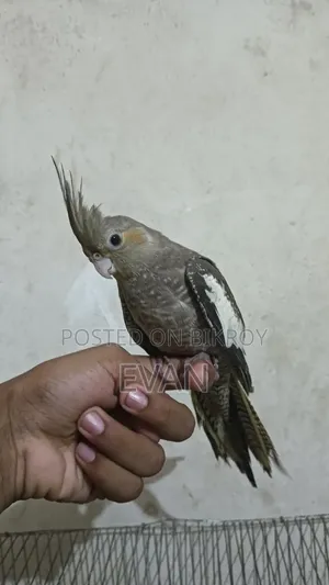 Cockatiel Bird