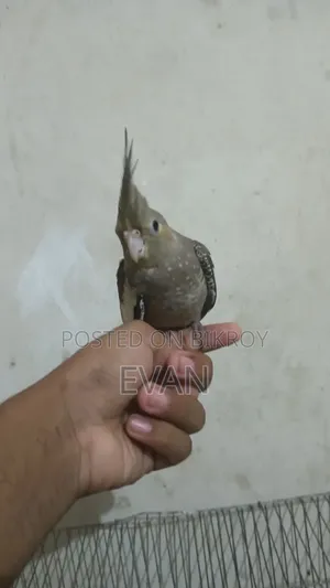 Cockatiel Bird