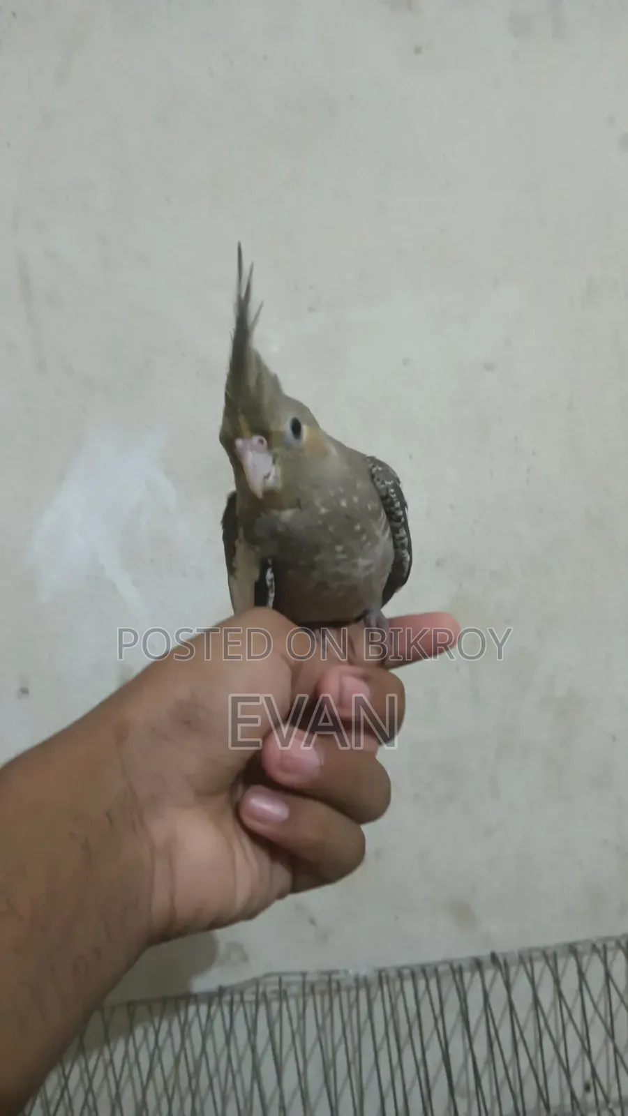 Cockatiel Bird