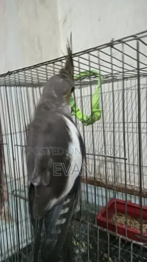 Cockatiel Bird