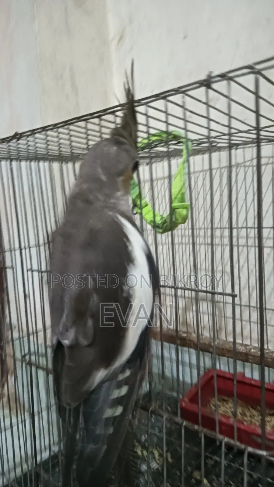 Cockatiel Bird