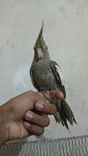 Cockatiel Bird