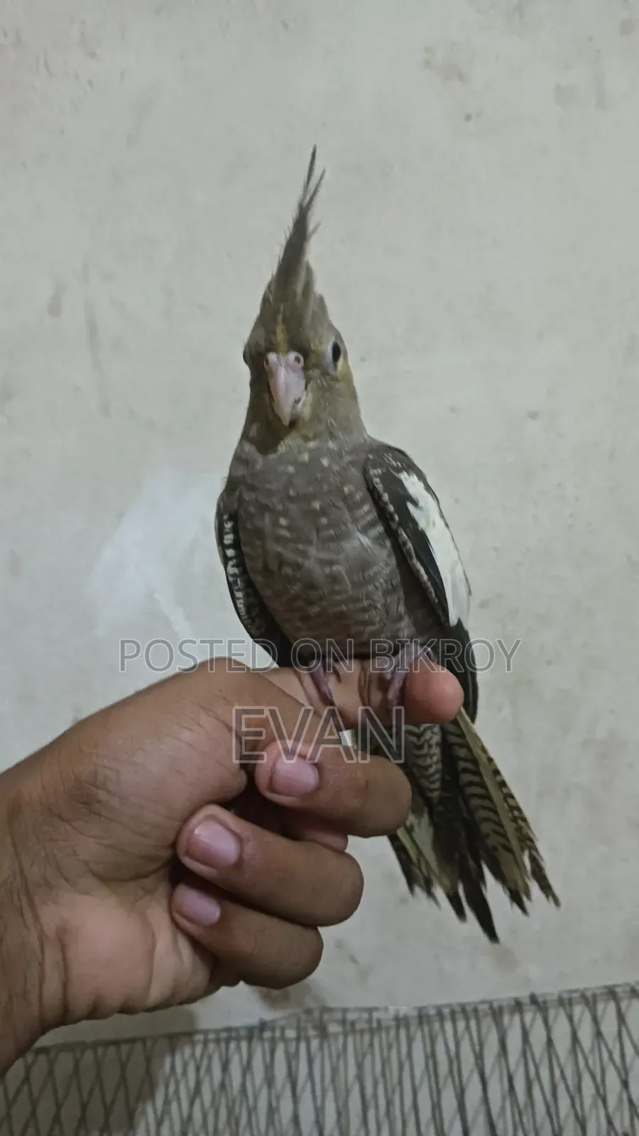 Cockatiel Bird