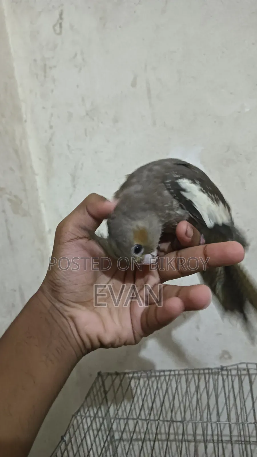 Cockatiel Bird