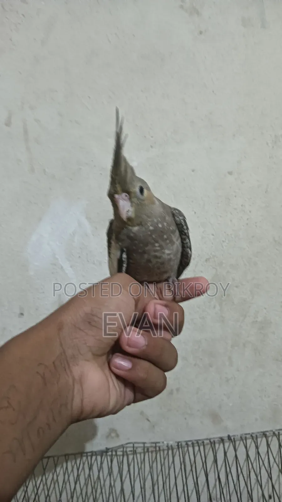 Cockatiel Bird