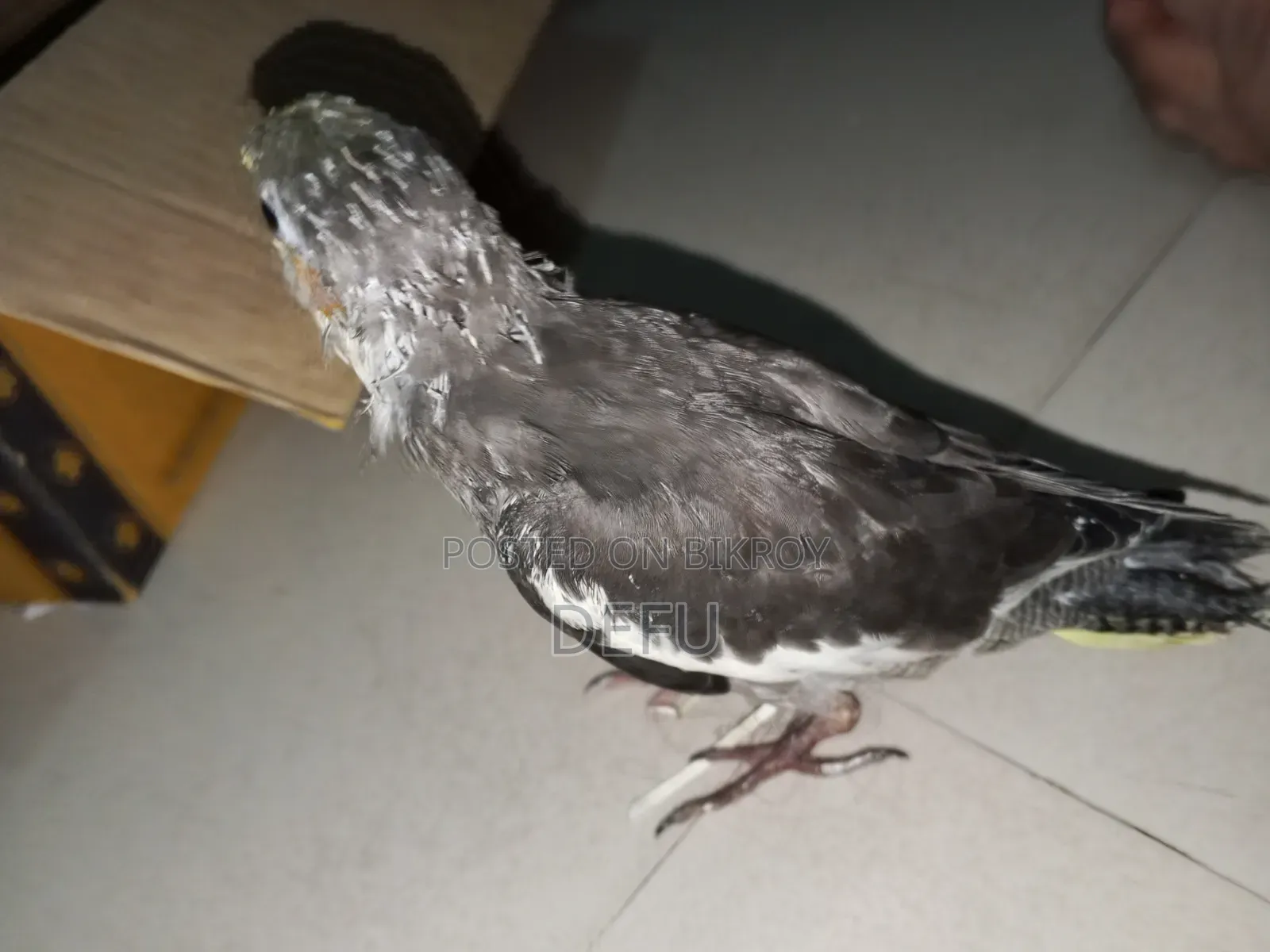 Cockatiel Hand Tame