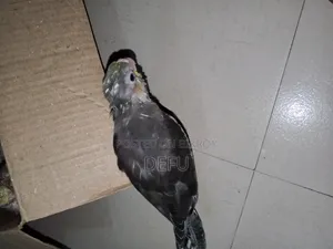 Cockatiel Hand Tame