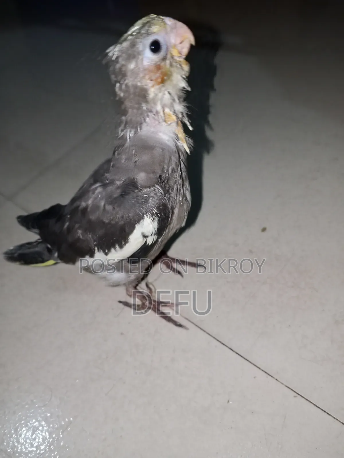 Cockatiel Hand Tame
