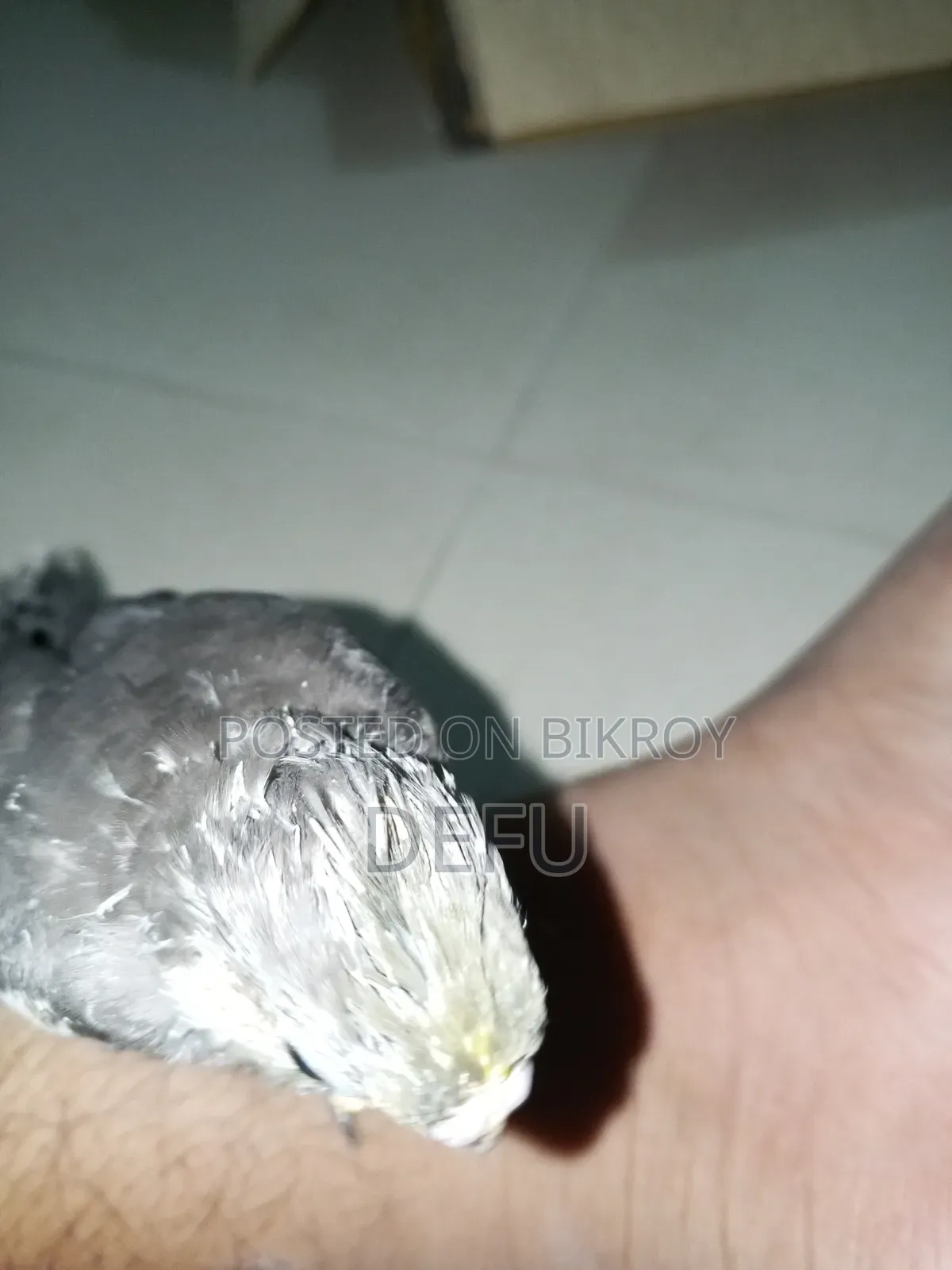 Cockatiel Hand Tame