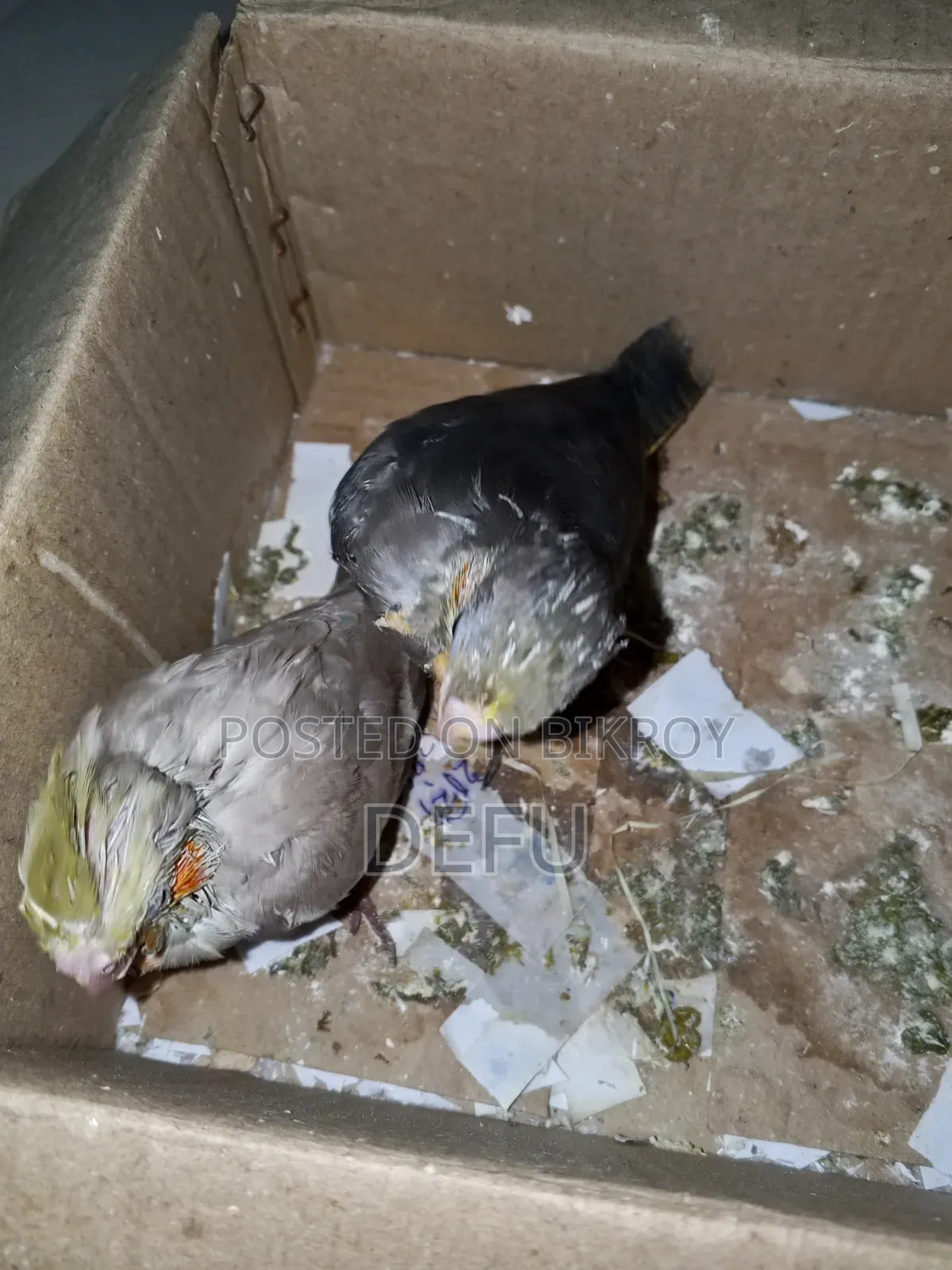 Cockatiel Hand Tame