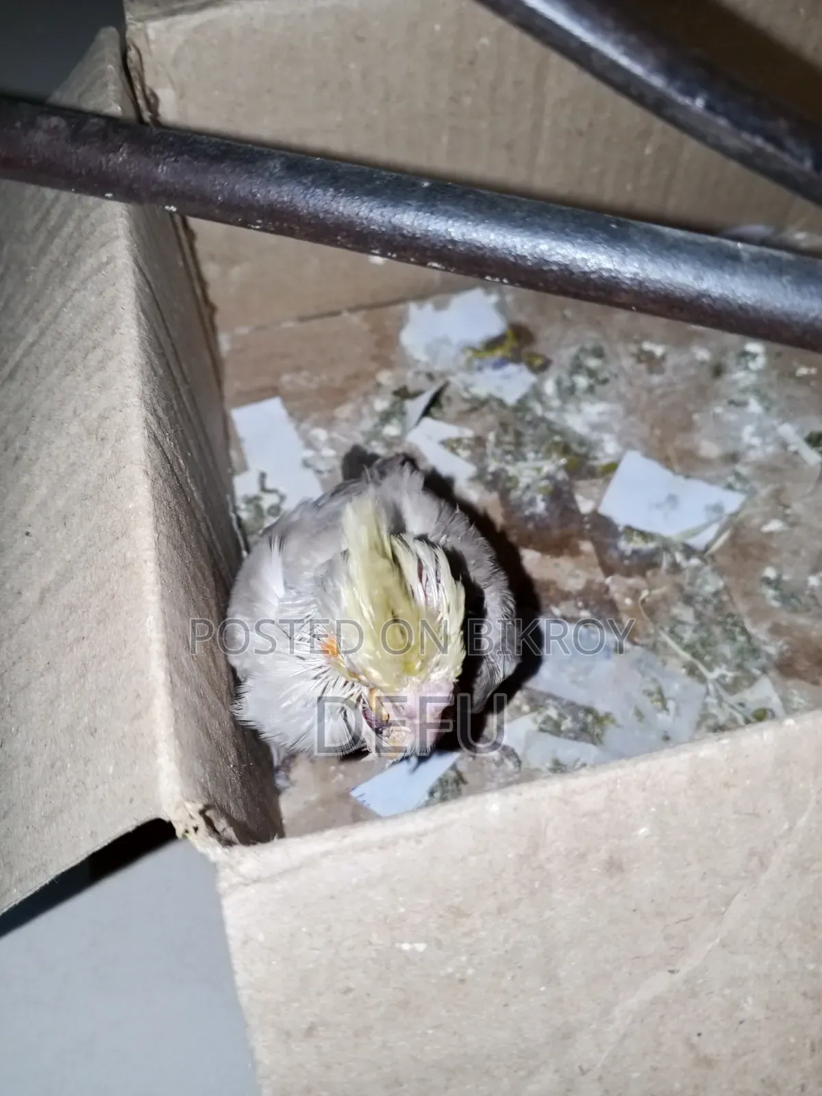Cockatiel Hand Tame