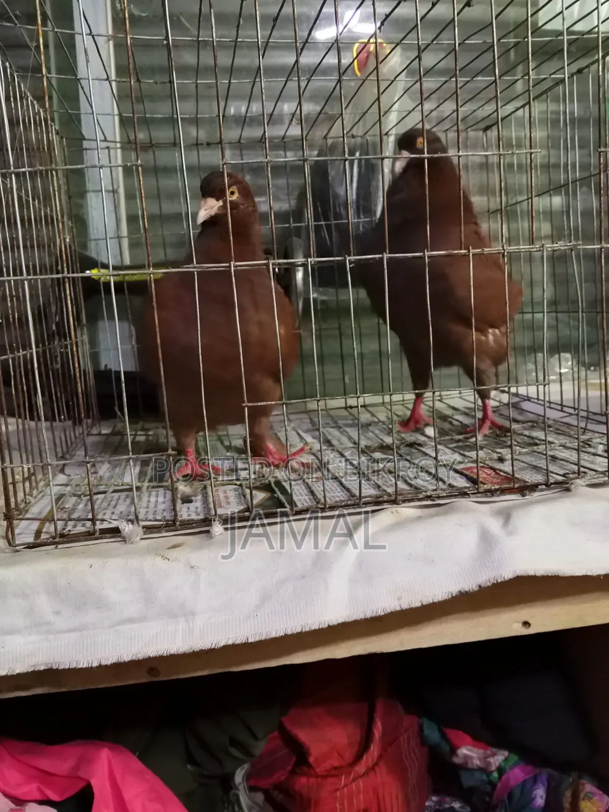King Pigeon White 2 Pairs Red 1 Pair