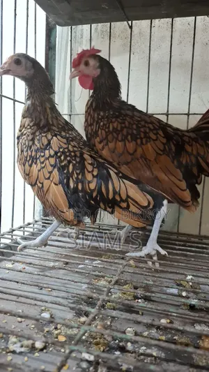 Golden Sebright Chiken