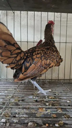 Golden Sebright Chiken