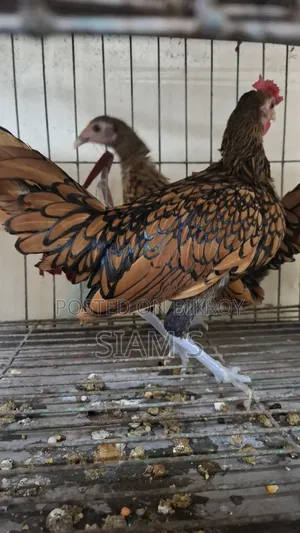 Golden Sebright Chiken