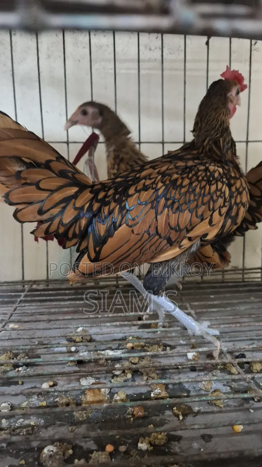 Golden Sebright Chiken