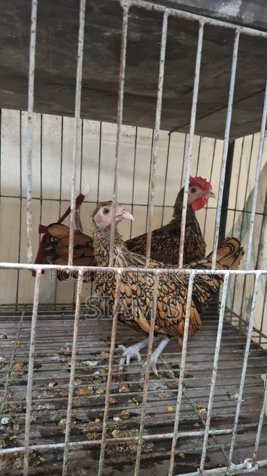Golden Sebright Chiken