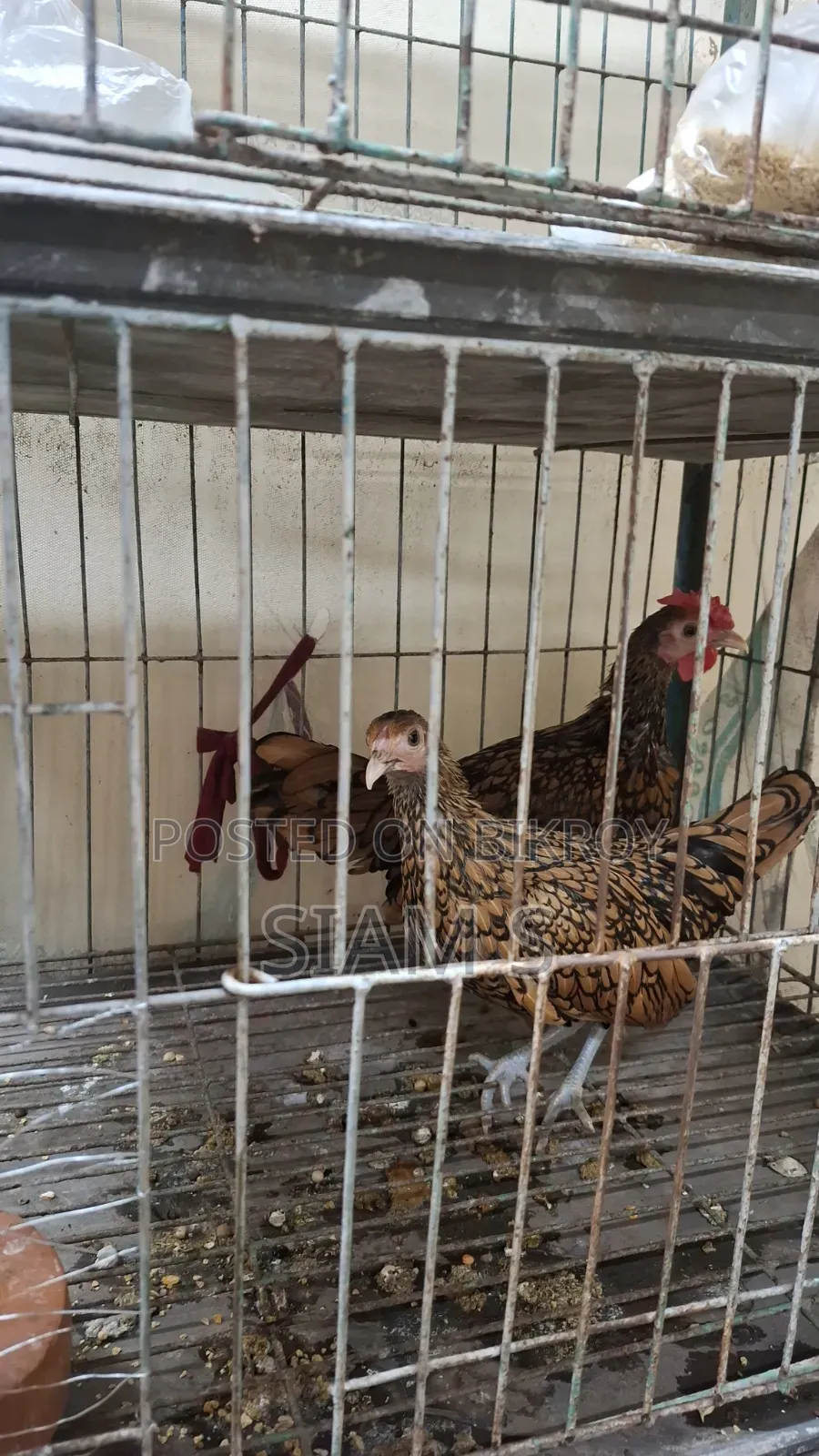Golden Sebright Chiken