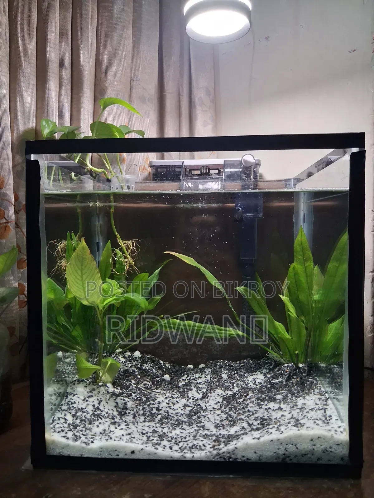 Planted Tank