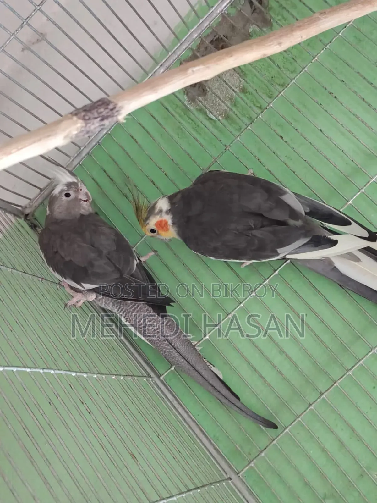 Cockatiel Bird