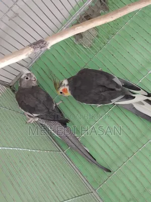 Cockatiel Bird