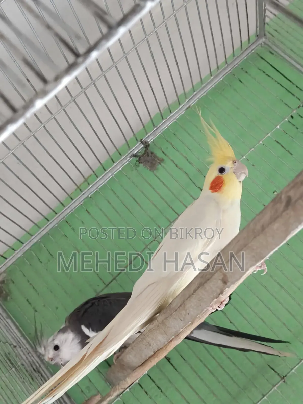 Cockatiel Bird