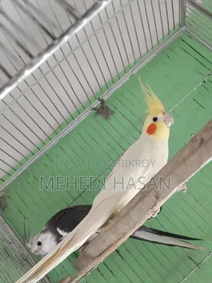 Cockatiel Bird
