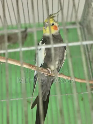 Cockatiel Bird