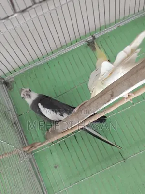 Cockatiel Bird