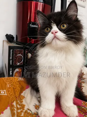 1-3 Months Male Purebred Persian