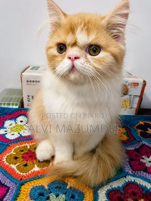 1-3 Months Male Purebred Persian