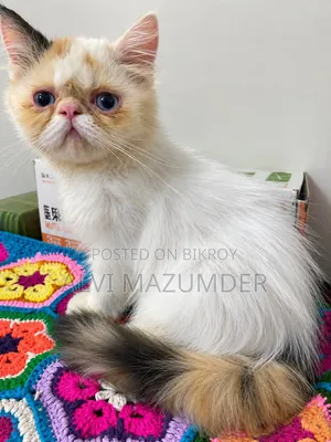1-3 Months Male Purebred Persian