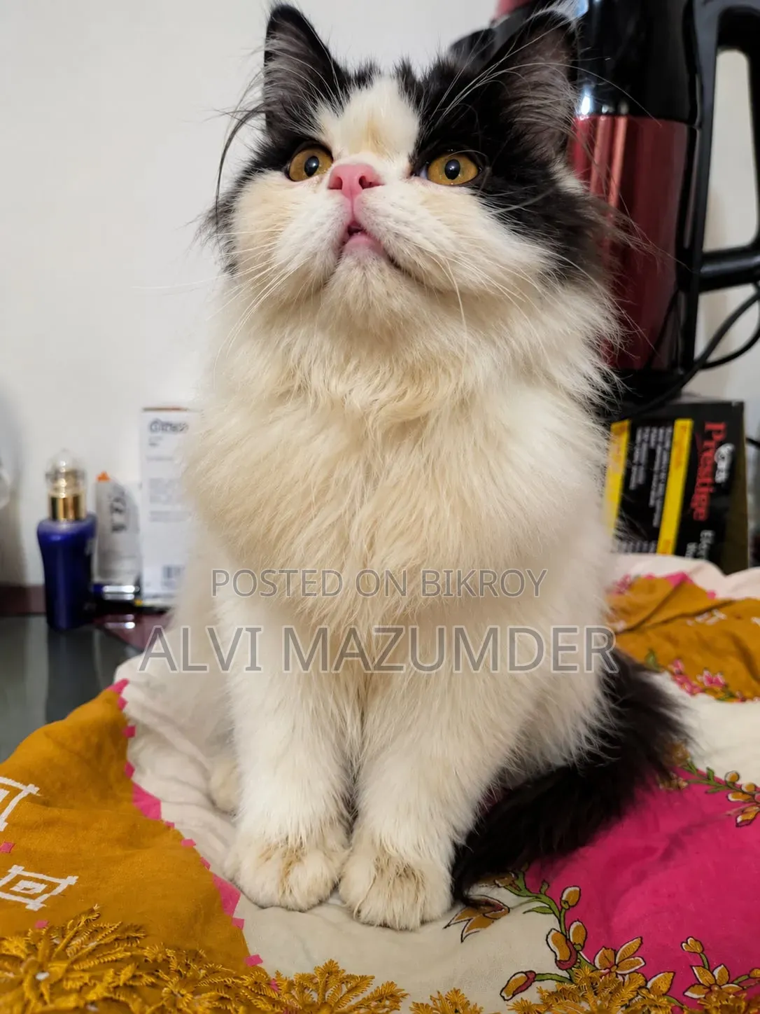 1-3 Months Male Purebred Persian