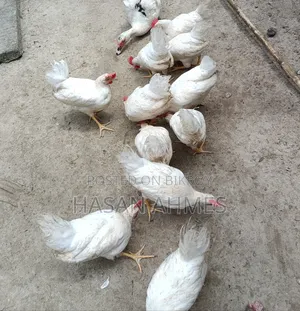 ভাল জাতের কক মুরগী