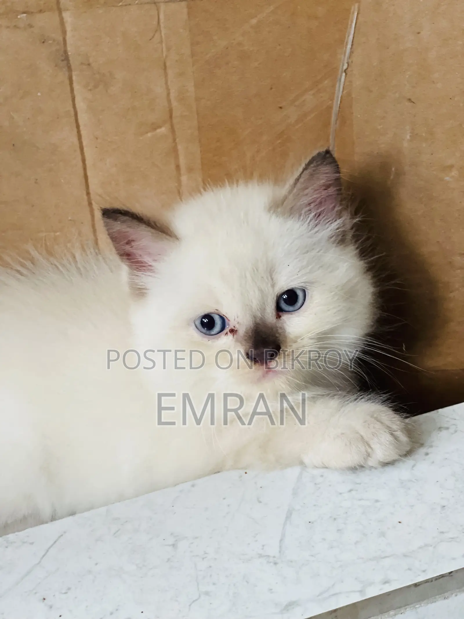 1-3 months Male Purebred Persian