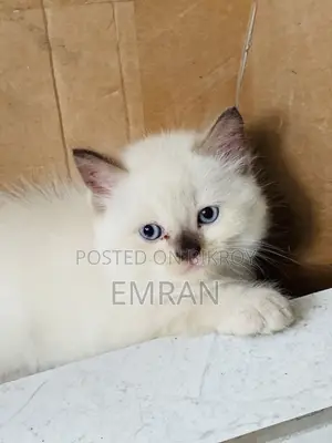 1-3 months Male Purebred Persian