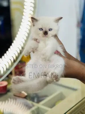 1-3 months Male Purebred Persian