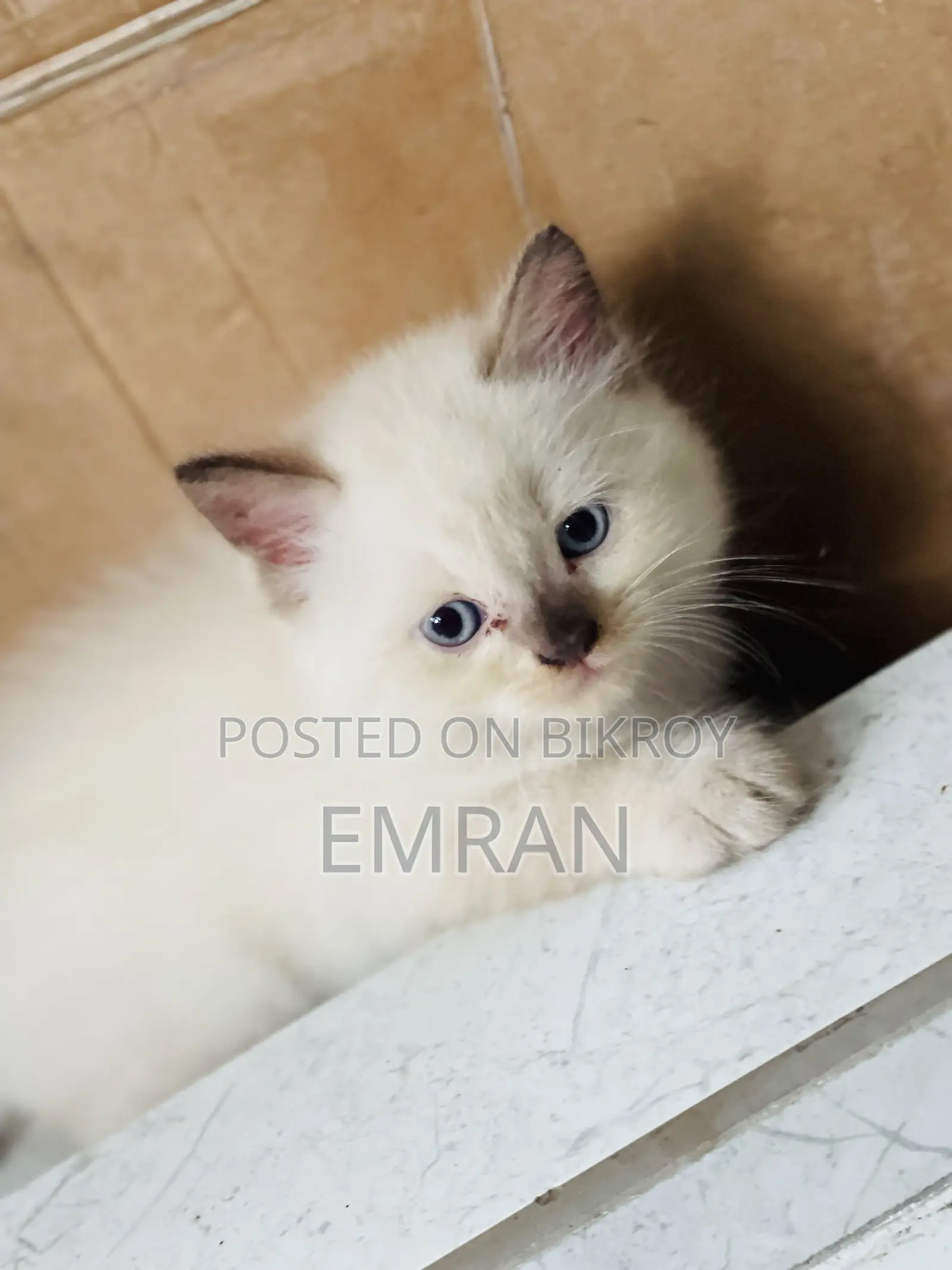 1-3 months Male Purebred Persian