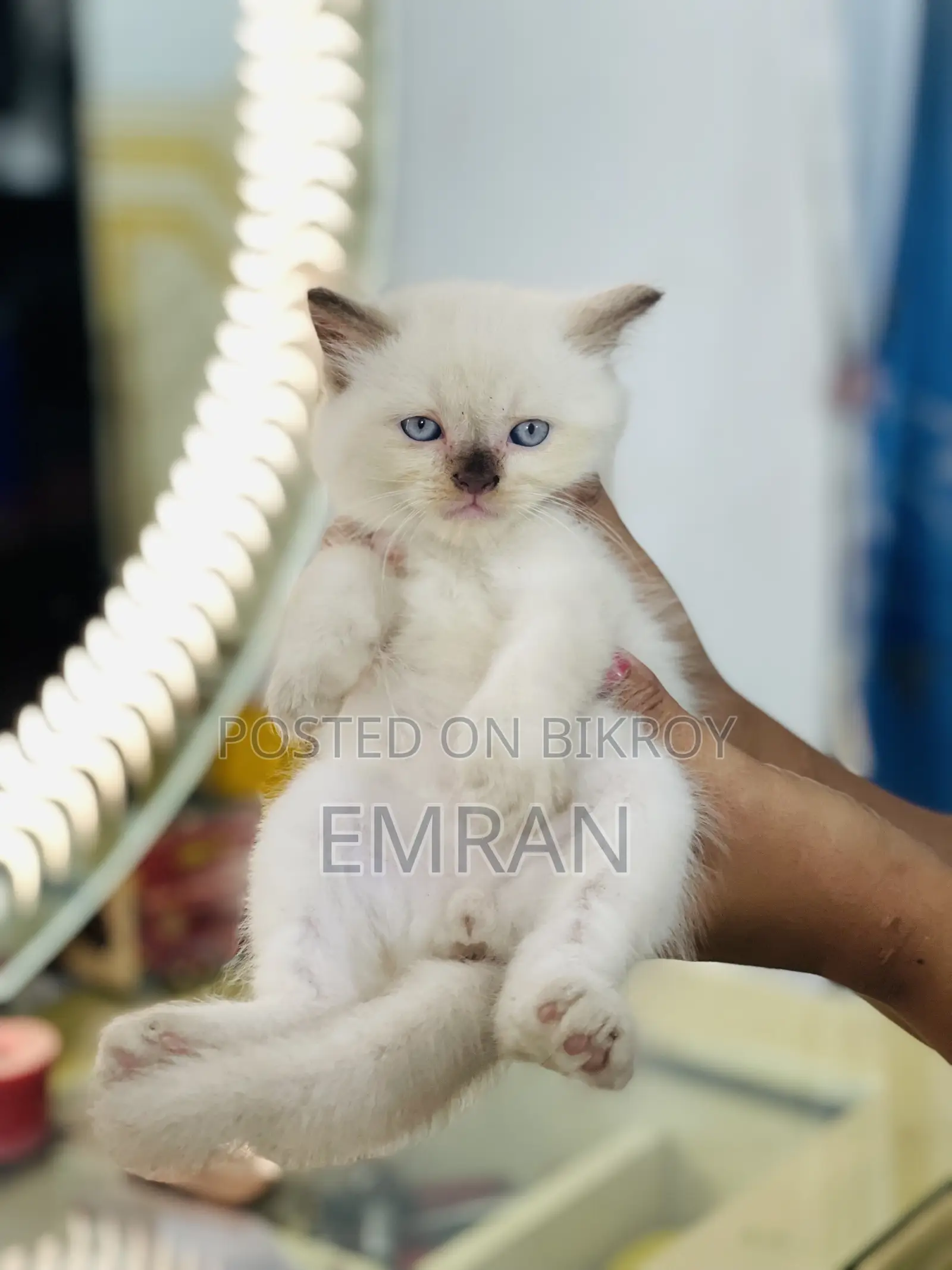 1-3 months Male Purebred Persian