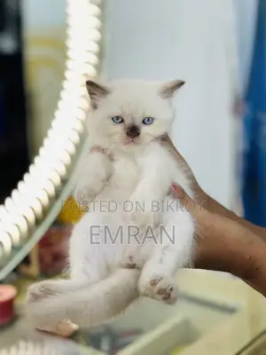 1-3 months Male Purebred Persian