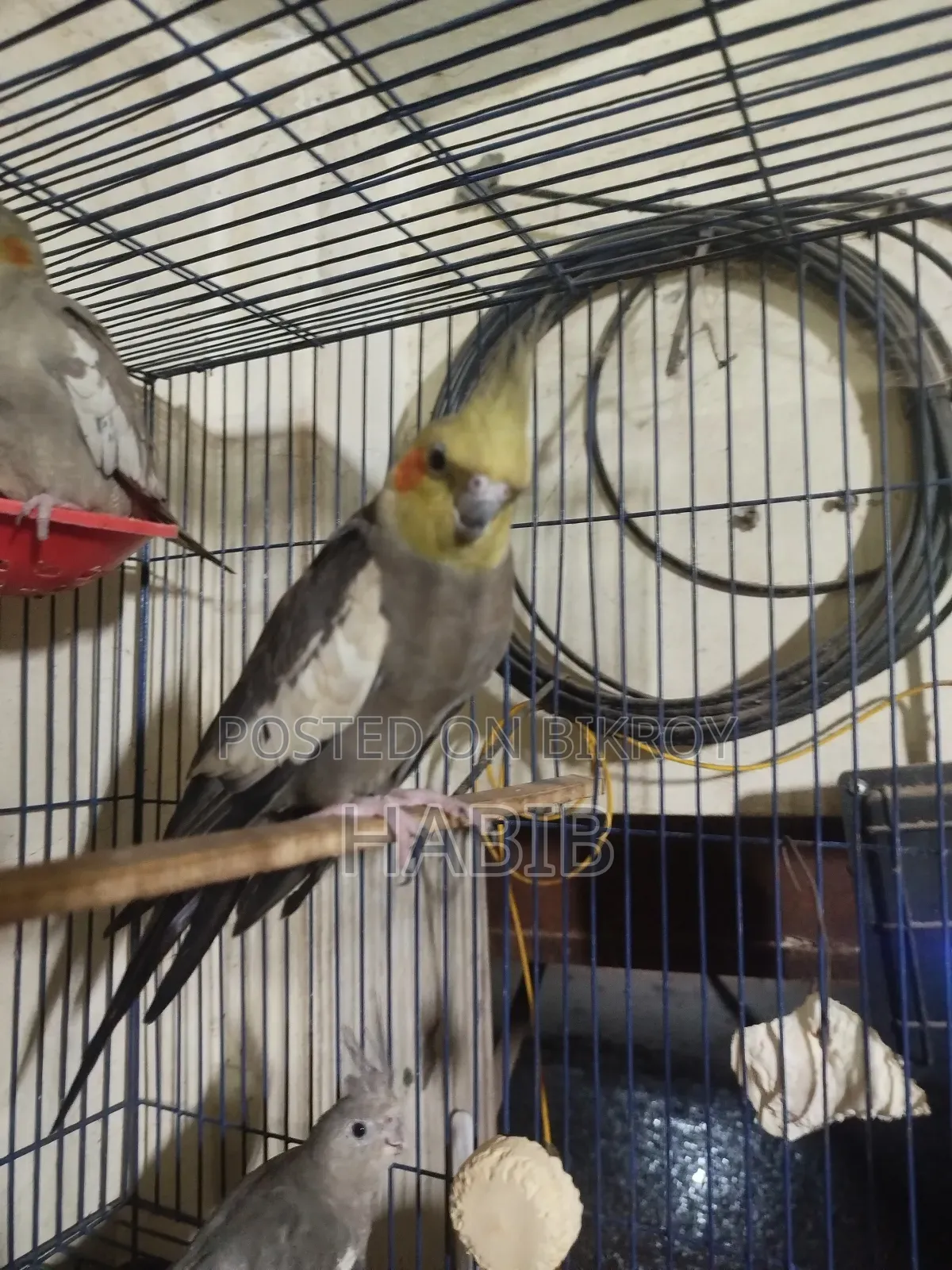 Cocatel Raning Birds