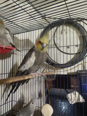 Cocatel Raning Birds